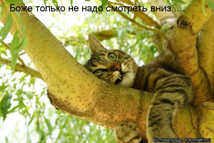 Боже только не надо смотреть вниз........ Котоматрица: Боже только не надо смотреть вниз.....