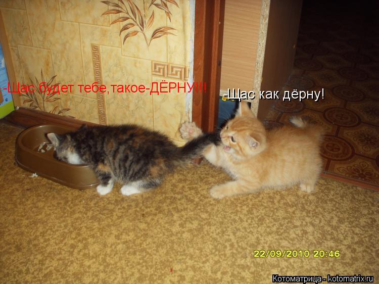 -Щас как дёрну! -Щас будет тебе,такое-ДЁРНУ!!!... Котоматрица: -Щас как дёрну! -Щас будет тебе,такое-ДЁРНУ!!!