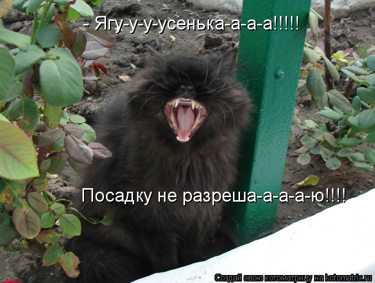 - Ягу-у-у-усенька-а-а-а!!!!! Посадку не разреша-а-а-а-ю!!!!... Котоматрица: - Ягу-у-у-усенька-а-а-а!!!!! Посадку не разреша-а-а-а-ю!!!!