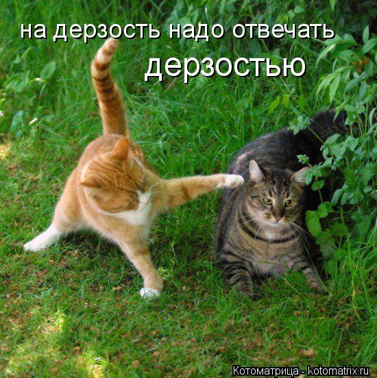 Котоматрица: на дерзость надо отвечать дерзостью