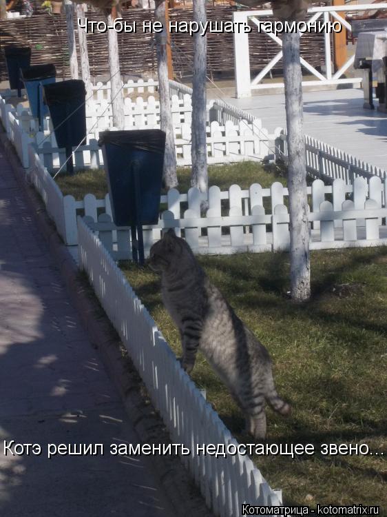 Что-бы не нарушать гармонию Котэ решил заменить недостающее звено...... Котоматрица: Что-бы не нарушать гармонию Котэ решил заменить недостающее звено...