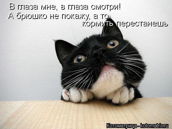 В глаза мне, в глаза смотри! А брюшко не покажу, а то кормить перестанешь... Котоматрица: В глаза мне, в глаза смотри! А брюшко не покажу, а то кормить перестанешь