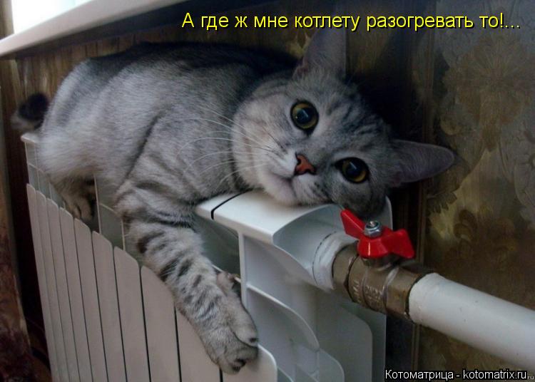 А где ж мне котлету разогревать то!...... Котоматрица: А где ж мне котлету разогревать то!...