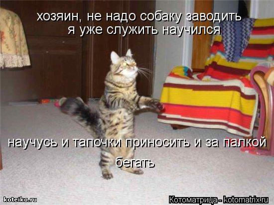 Котоматрица: хозяин, не надо собаку заводить я уже служить научился научусь и тапочки приносить и за палкой  бегать