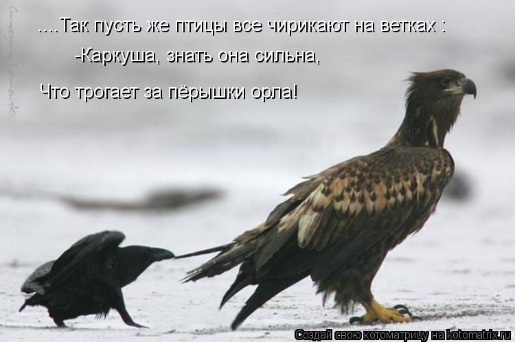 -Каркуша, знать она сильна, Что трогает за пёрышки орла! ....Так пусть же птицы все чирикают на ветка... Котоматрица: -Каркуша, знать она сильна, Что трогает за пёрышки орла! ....Так пусть же птицы все чирикают на ветках :