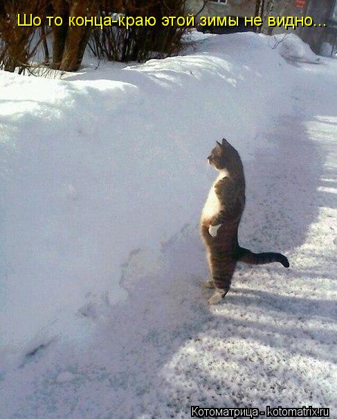 Котоматрица: Шо то конца-краю этой зимы не видно...