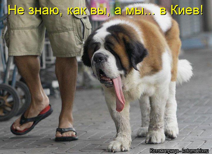 Не знаю, как вы, а мы... в Киев!... Котоматрица: Не знаю, как вы, а мы... в Киев!