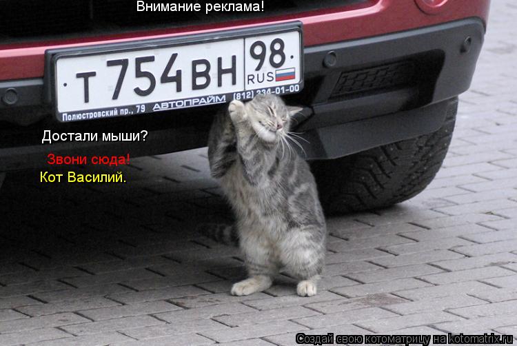 Внимание реклама! Достали мыши? Звони сюда! Кот Василий.... Котоматрица: Внимание реклама! Достали мыши? Звони сюда! Кот Василий.