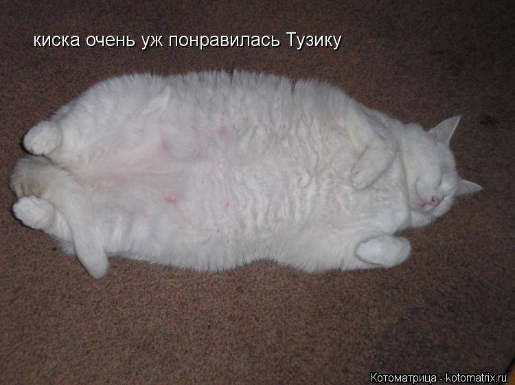 киска очень уж понравилась Тузику... Котоматрица: киска очень уж понравилась Тузику