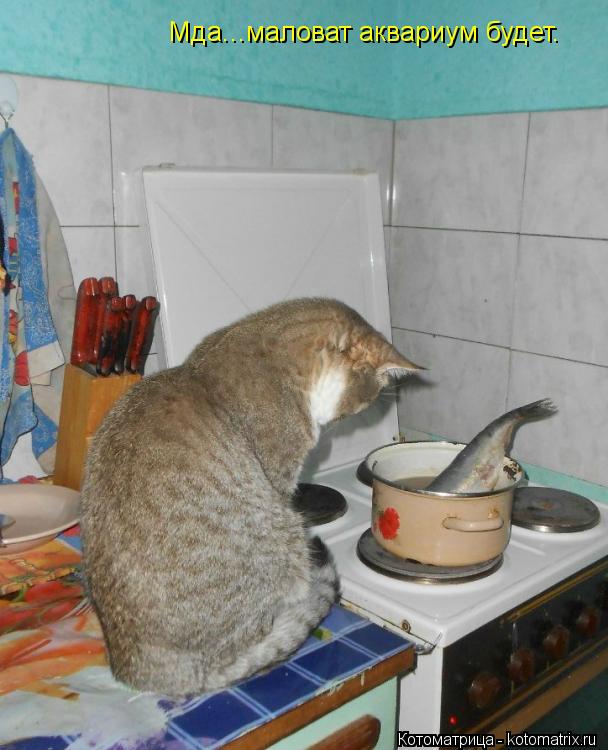 Мда...маловат аквариум будет.... Котоматрица: Мда...маловат аквариум будет.