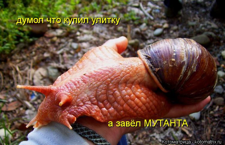 думол что купил улитку а завёл МУТАНТА... Котоматрица: думол что купил улитку а завёл МУТАНТА