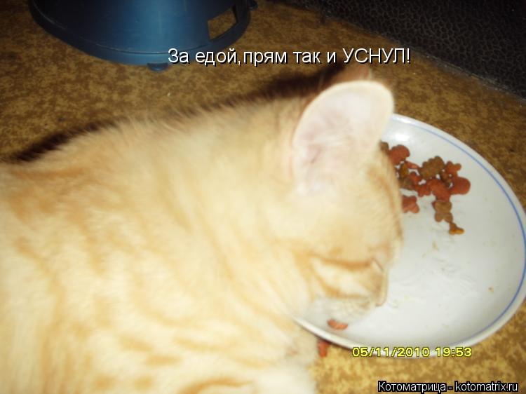 За едой,прям так и УСНУЛ!... Котоматрица: За едой,прям так и УСНУЛ!