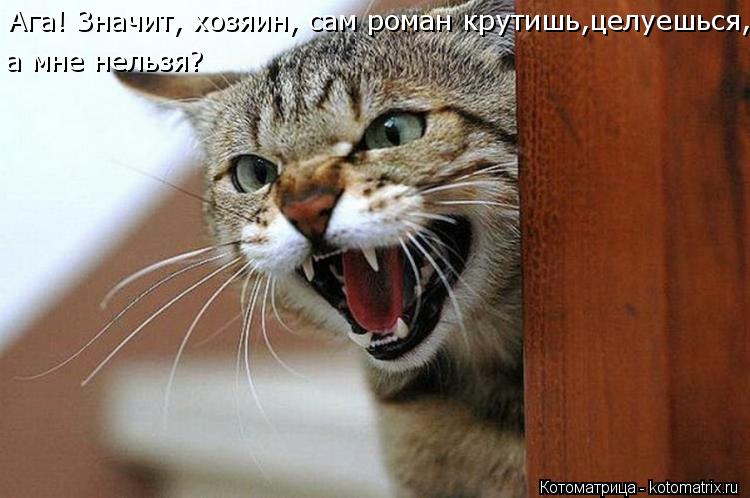 Котоматрица: Ага! Значит, хозяин, сам роман крутишь,целуешься, а мне нельзя?