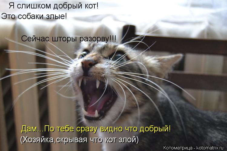 Я слишком добрый кот! Это собаки злые! Дам...По тебе сразу видно что добрый! (Хозяйка,скрывая что кот... Котоматрица: Я слишком добрый кот! Это собаки злые! Дам...По тебе сразу видно что добрый! (Хозяйка,скрывая что кот злой) Сейчас шторы разорву!!!