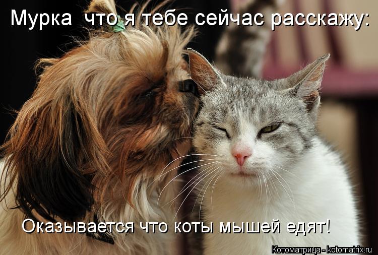 Мурка что я тебе сейчас расскажу: Оказывается что коты мышей едят!... Котоматрица: Мурка что я тебе сейчас расскажу: Оказывается что коты мышей едят!