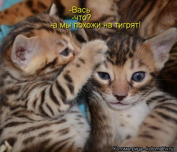 -Вась -что? -а мы похожи на тигрят!... Котоматрица: -Вась -что? -а мы похожи на тигрят!