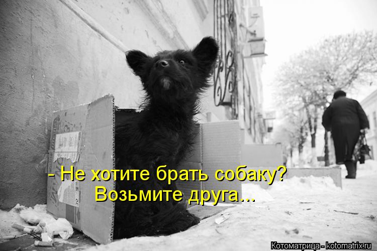 - Не хотите брать собаку? Возьмите друга...... Котоматрица: - Не хотите брать собаку? Возьмите друга...