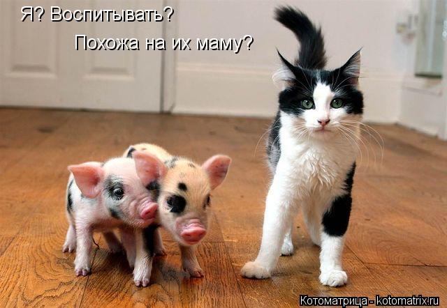 Я? Воспитывать? Похожа на их маму?... Котоматрица: Я? Воспитывать? Похожа на их маму?