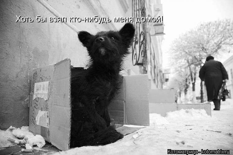 Хоть бы взял кто-нибудь меня домой!... Котоматрица: Хоть бы взял кто-нибудь меня домой!