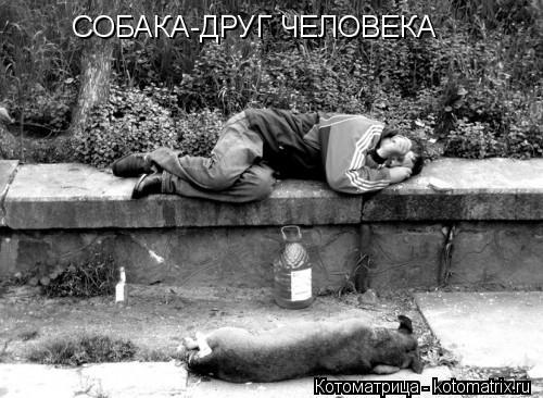 СОБАКА-ДРУГ ЧЕЛОВЕКА... Котоматрица: СОБАКА-ДРУГ ЧЕЛОВЕКА
