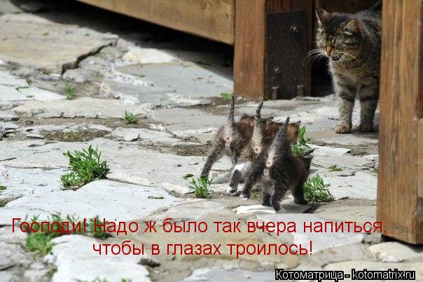 Господи! Надо ж было так вчера напиться, чтобы в глазах троилось!... Котоматрица: Господи! Надо ж было так вчера напиться, чтобы в глазах троилось!