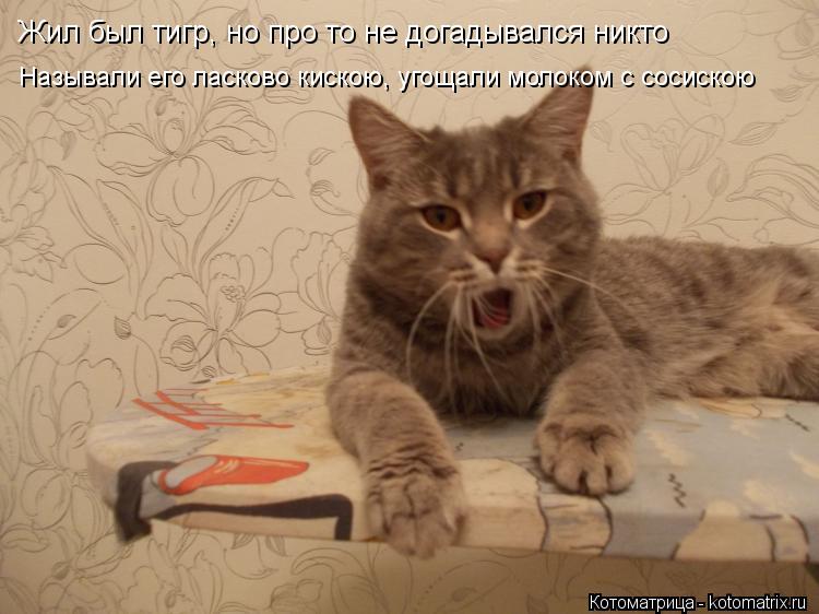 Жил был тигр, но про то не догадывался никто Называли его ласково кискою, угощали молоком с сосискою... Котоматрица: Жил был тигр, но про то не догадывался никто Называли его ласково кискою, угощали молоком с сосискою