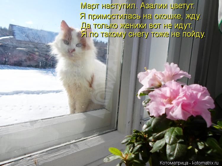 Март наступил. Азалии цветут. Я примостилась на окошке, жду. Да только женихи вот не идут, Я по таком... Котоматрица: Март наступил. Азалии цветут. Я примостилась на окошке, жду. Да только женихи вот не идут, Я по такому снегу тоже не пойду.