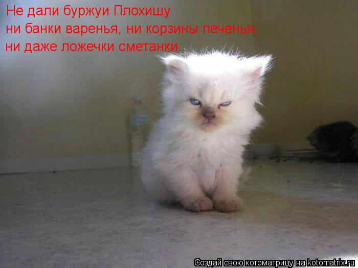 Не дали буржуи Плохишу ни банки варенья, ни корзины печенья, ни даже ложечки сметанки.... Котоматрица: Не дали буржуи Плохишу ни банки варенья, ни корзины печенья, ни даже ложечки сметанки.