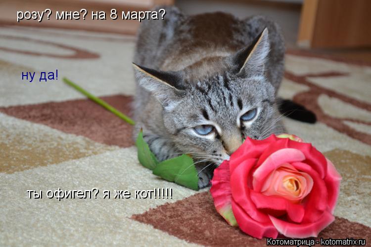 розу? мне? на 8 марта? ну да! ты офигел? я же кот!!!!!... Котоматрица: розу? мне? на 8 марта? ну да! ты офигел? я же кот!!!!!