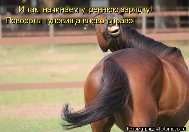 И так, начинаем утреннюю зарядку! Повороты туловища влево-вправо!... Котоматрица: И так, начинаем утреннюю зарядку! Повороты туловища влево-вправо!