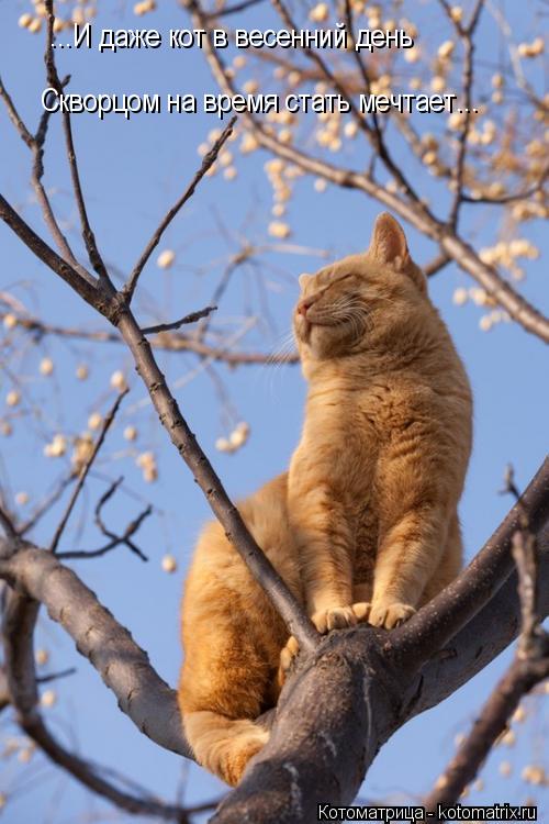 ...И даже кот в весенний день Скворцом на время стать мечтает...... Котоматрица: ...И даже кот в весенний день Скворцом на время стать мечтает...