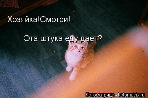 Котоматрица: -Хозяйка!Смотри! Эта штука еду даёт?