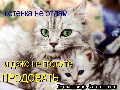 котёнка не отдам и даже не просите ПРОДОВАТЬ... Котоматрица: котёнка не отдам и даже не просите ПРОДОВАТЬ