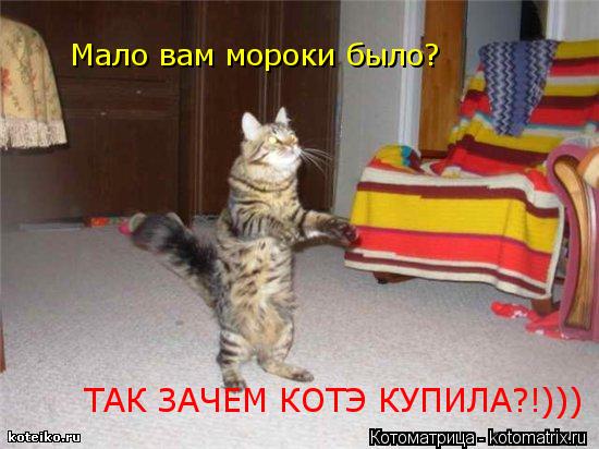 Мало вам мороки было? ТАК ЗАЧЕМ КОТЭ КУПИЛА?!)))... Котоматрица: Мало вам мороки было? ТАК ЗАЧЕМ КОТЭ КУПИЛА?!)))