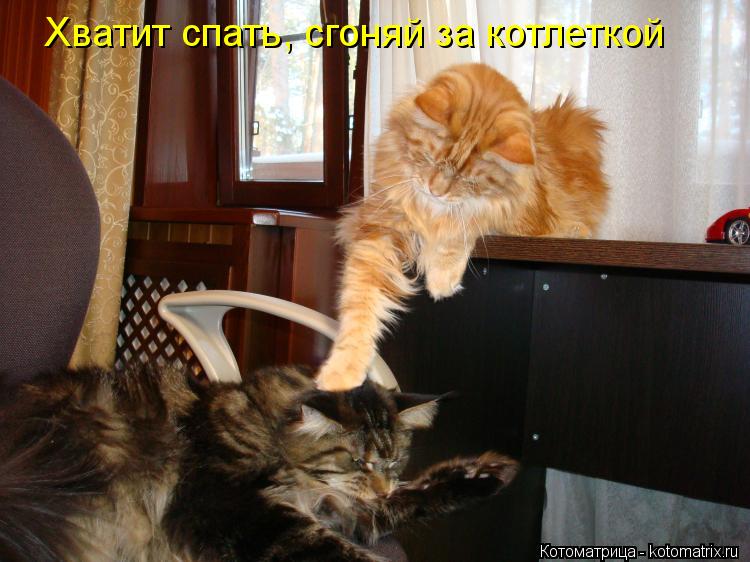 Хватит спать, сгоняй за котлеткой... Котоматрица: Хватит спать, сгоняй за котлеткой