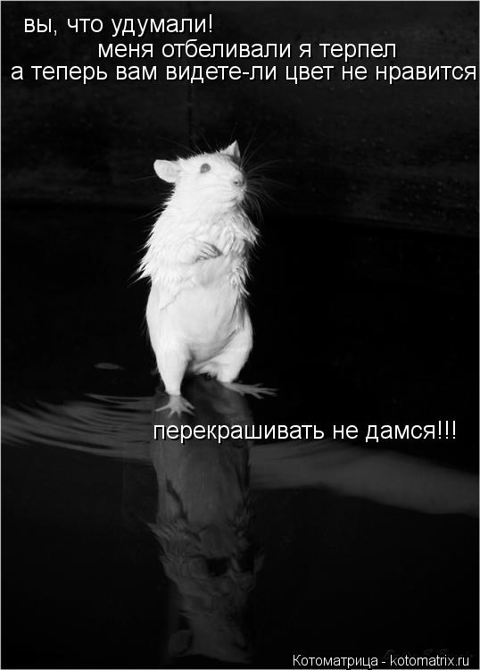 вы, что удумали! меня отбеливали я терпел а теперь вам видете-ли цвет не нравится перекрашивать не да... Котоматрица: вы, что удумали! меня отбеливали я терпел а теперь вам видете-ли цвет не нравится перекрашивать не дамся!!!