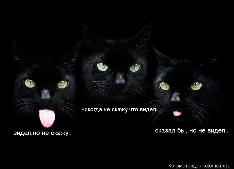 видел,но не скажу.. сказал бы, но не видел.. никогда не скажу что видел..... Котоматрица: видел,но не скажу.. сказал бы, но не видел.. никогда не скажу что видел..