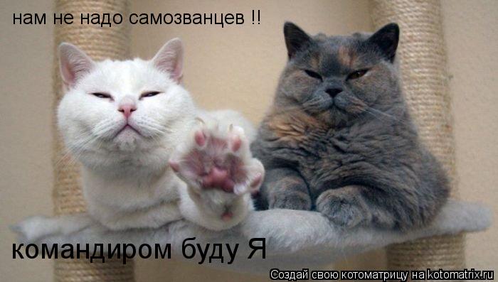 нам не надо самозванцев !! командиром буду Я... Котоматрица: нам не надо самозванцев !! командиром буду Я