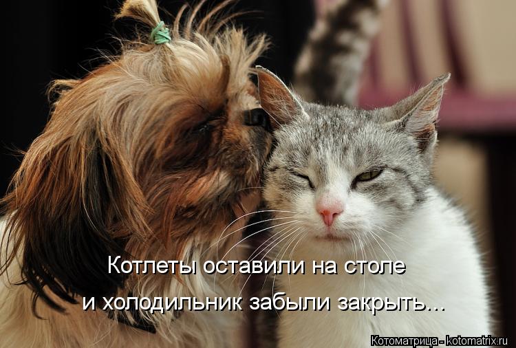 Котлеты оставили на столе и холодильник забыли закрыть...... Котоматрица: Котлеты оставили на столе и холодильник забыли закрыть...