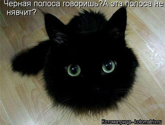 Черная полоса говоришь?А эта полоса не нявчит? нявчит?... Котоматрица: Черная полоса говоришь?А эта полоса не нявчит? нявчит?