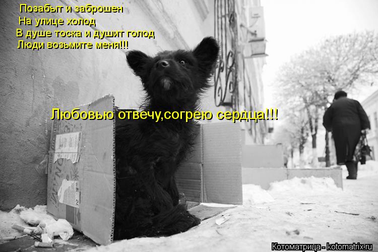Позабыт и заброшен На улице холод В душе тоска и душит голод Люди возьмите меня!!! Любовью отвечу,сог... Котоматрица: Позабыт и заброшен На улице холод В душе тоска и душит голод Люди возьмите меня!!! Любовью отвечу,согрею сердца!!!