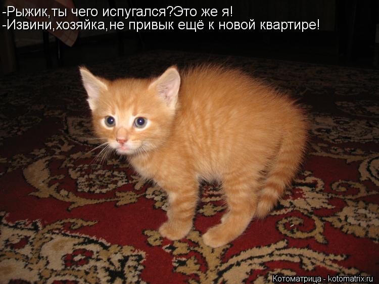 -Рыжик,ты чего испугался?Это же я! -Извини,хозяйка,не привык ещё к новой квартире!... Котоматрица: -Рыжик,ты чего испугался?Это же я! -Извини,хозяйка,не привык ещё к новой квартире!