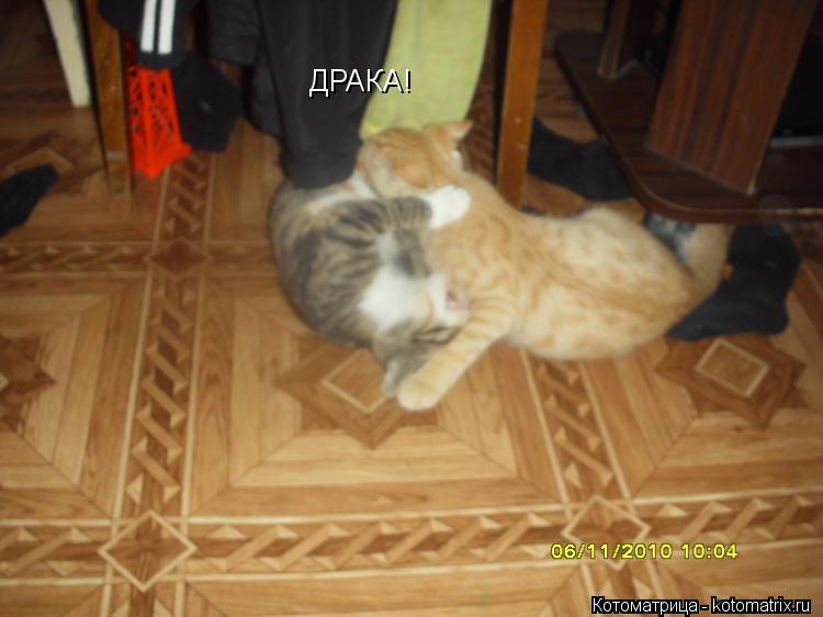 ДРАКА!... Котоматрица: ДРАКА!