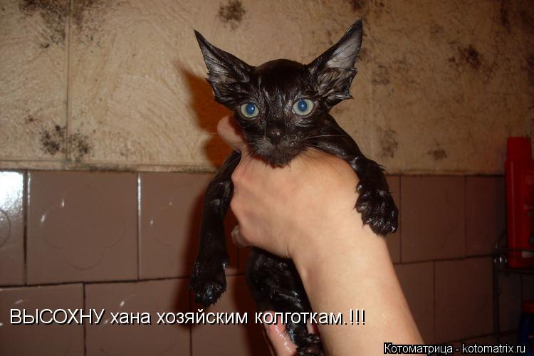 Котоматрица: ВЫСОХНУ хана хозяйским колготкам.!!!