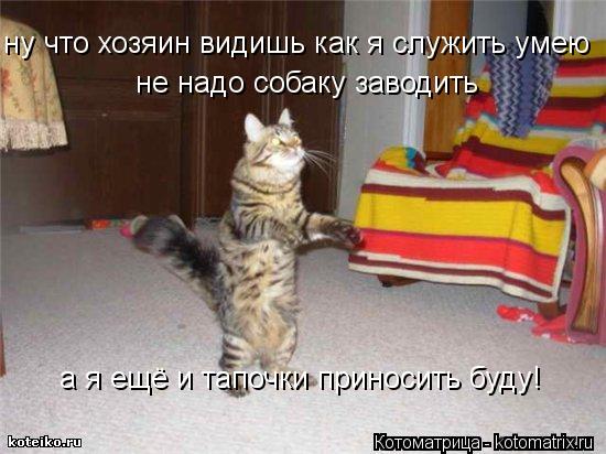 Котоматрица: ну что хозяин видишь как я служить умею не надо собаку заводить а я ещё и тапочки приносить буду!