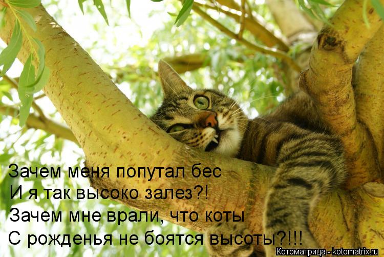 Зачем меня попутал бес И я так высоко залез?! Зачем мне врали, что коты С рожденья не боятся высоты?!... Котоматрица: Зачем меня попутал бес И я так высоко залез?! Зачем мне врали, что коты С рожденья не боятся высоты?!!!