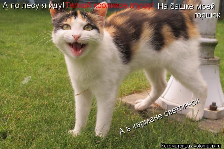 Котоматрица: А по лесу я иду! Тяпкой кроликов глушу! На башке моей  горшок А в кармане светлячок