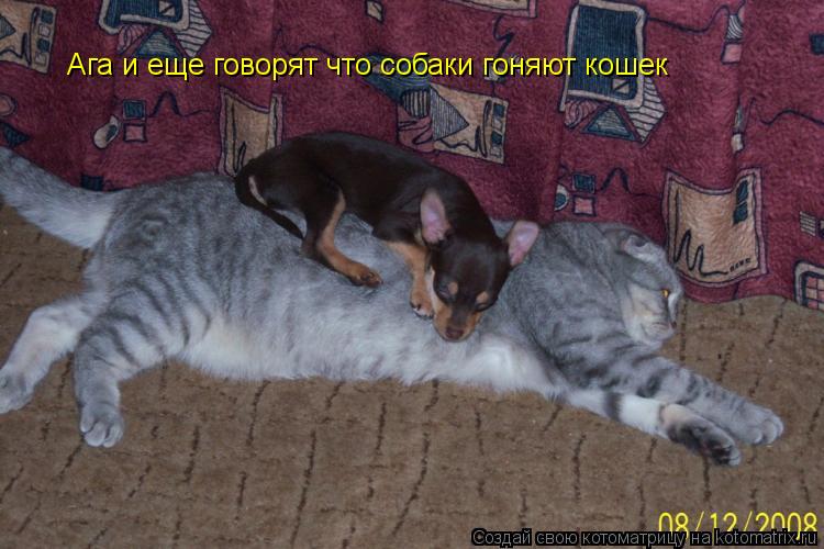 Ага и еще говорят что собаки гоняют кошек... Котоматрица: Ага и еще говорят что собаки гоняют кошек