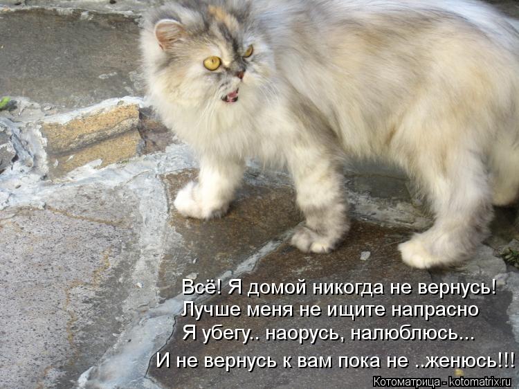 Всё! Я домой никогда не вернусь! Лучше меня не ищите напрасно Я убегу.. наорусь, налюблюсь... И не ве... Котоматрица: Всё! Я домой никогда не вернусь! Лучше меня не ищите напрасно Я убегу.. наорусь, налюблюсь... И не вернусь к вам пока не ..женюсь!!!