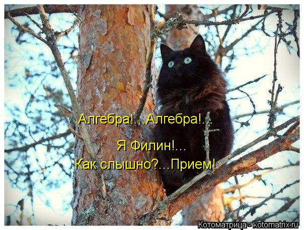 Алгебра!...Алгебра!... Я Филин!... Как слышно?...Прием!... Котоматрица: Алгебра!...Алгебра!... Я Филин!... Как слышно?...Прием!